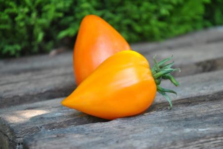 51/23 Zailiyskiy Alatau yellow