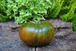 69/23 Large Barred Boar