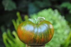 69/23 Large Barred Boar