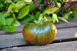 69/23 Large Barred Boar