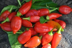 2/20 Inka red rop