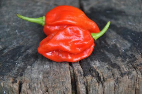 Cardi west indies red