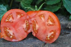 192B Harzfeuer wczesny