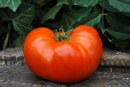 322/22 Red brandywine