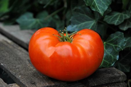 322/22 Red brandywine