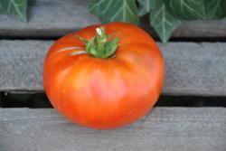 321/22 Brandywine otv