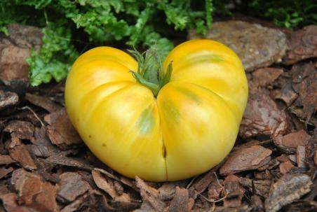 139/2122 white brandywine