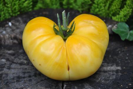 139/2122 white brandywine