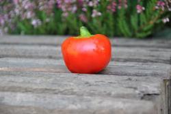 29/2122 Red sweet cherry