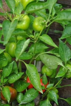 29/2122 Red sweet cherry