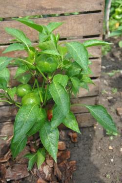 29/2122 Red sweet cherry