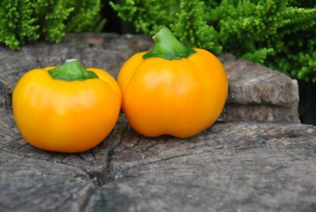 81/2223 Di cueno orange