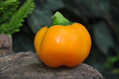 81/2223 Di cueno orange