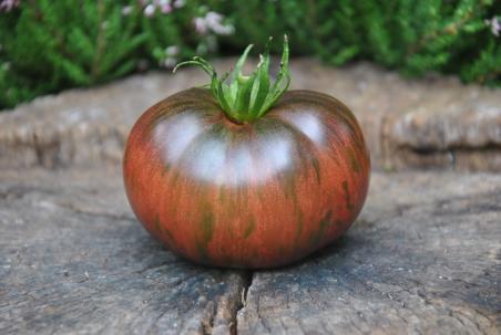 212/23 Russian cossack