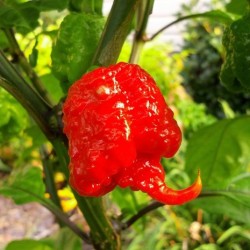 Carolina Reaper