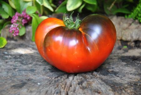 118/23 Peppers bronze