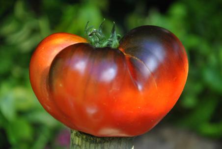 118/23 Peppers bronze