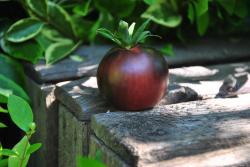 139/23 Chesnut chocolate