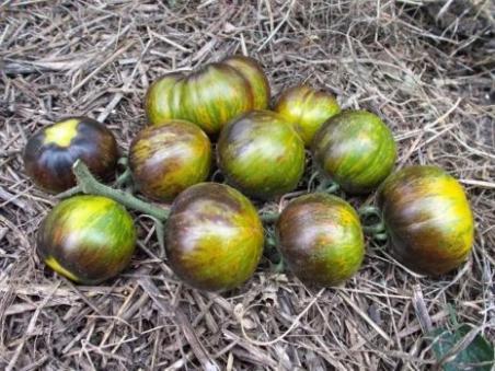 307/19 Blue green zebra