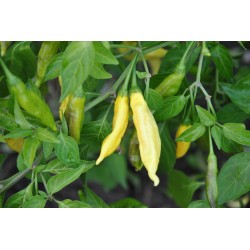 27/20 Aji pineapple