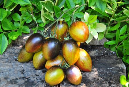 151/23 Brad's atomic grape