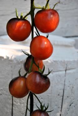 154/23 Bosque blue red