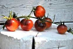 154/23 Bosque blue red