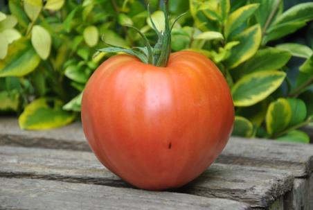 Coeur de boeuf bycze serce