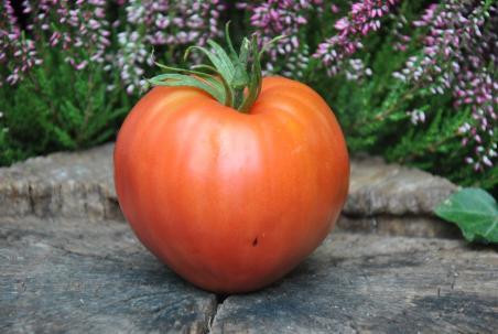 Coeur de boeuf bycze serce