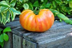 8/23 russian swirl dwarf