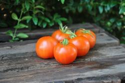 224/19 Bloody Butcher wczesny 54 dni