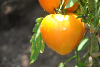 Orange russian odmiana kolekcjonerska