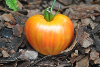 Orange russian odmiana kolekcjonerska