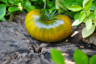 Lime green salad dwarf