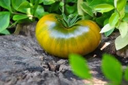 Lime green salad dwarf