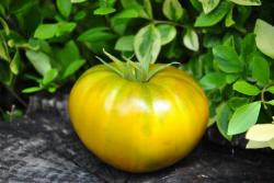 Malachitowa skatuła/ Malachite box