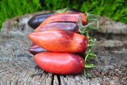 Gourmet plum pink