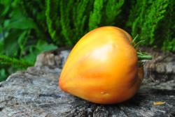 Ananasnyy Serzhant / Sierżant Ananasowy