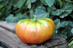 Black Pineapple - Ananas Noire