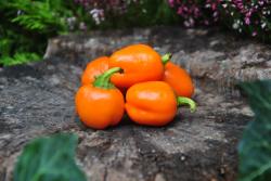 Mini bell orange
