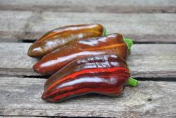 Candy cane (variegated)