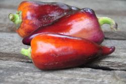 Chernyy Tyulipan