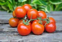 Lukoshko Na Okoshke dwarf