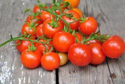 Lukoshko Na Okoshke dwarf