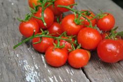 Lukoshko Na Okoshke dwarf