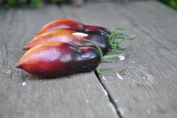 Gourmet plum antho