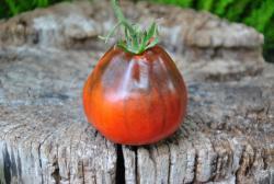 Sergeant Peppers Bronze Pear