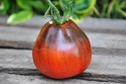 Sergeant Peppers Bronze Pear