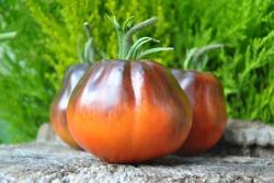 Sergeant Peppers Bronze Pear