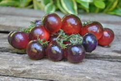 Dwarf little red corvette